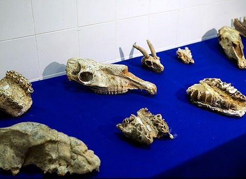 لرستان و آذربایجان غربی، بهترین سایت‌های مطالعه فسیلی ایران/ مطالعه مشترک ایران و آذربایجان روی تعیین مسیر مهاجرت فیل‌ها