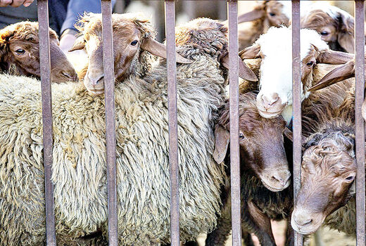  در مسیر عبور از خشکسالی؛ صنعت دام سبک چشم‌به‌راه حمایت هدفمند