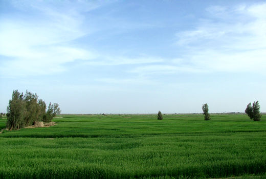 واگذاری ١٧۴ هکتار از اراضی سیستان و بلوچستان برای اجرای طرح‌های کشاورزی 