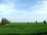 واگذاری ١٧۴ هکتار از اراضی سیستان و بلوچستان برای اجرای طرح‌های کشاورزی 
