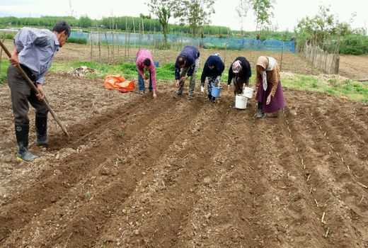 آغاز کشت نیشکر در گیلان