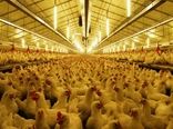 11 عامل افزاینده هزینه تولید گوشت مرغ در ایران