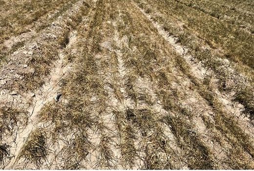 خسارت 410 میلیارد تومانی سرمازدگی به کشاورزی بیضا