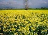 پیش بینی می ­شود 175 تن محصول دانه های روغنی از 70 هکتار مزارع شهرستان بردسیر برداشت شود.