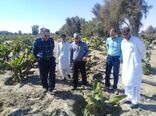 سیلاب 250 میلیارد تومان خسارت به بخش کشاورزی شهرستان کنارک وارد کرد