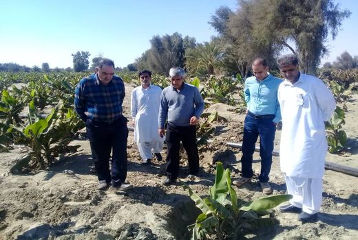 سیلاب 250 میلیارد تومان خسارت به بخش کشاورزی شهرستان کنارک وارد کرد