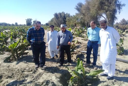 سیلاب 250 میلیارد تومان خسارت به بخش کشاورزی شهرستان کنارک وارد کرد