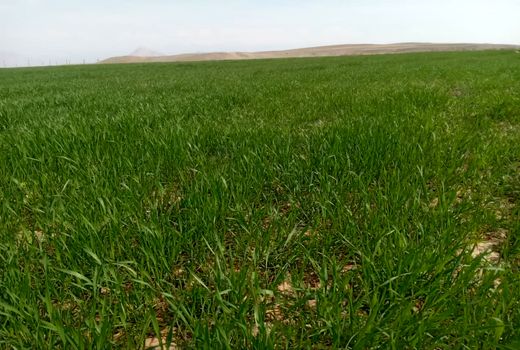 مزرعه تحقیقی بررسی تاثیر فسفات بر عملکرد گندم رقم پیشگام در شهرستان جلفا