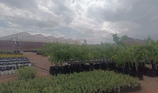 قزوین، استان پیشرو در صنعت زیتون: ۱۴ طرح توسعه‌ای با ۴۶۰ هکتار سطح زیر کشت جدید، نویدبخش آینده‌ای روشن