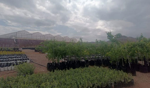 قزوین، استان پیشرو در صنعت زیتون: ۱۴ طرح توسعه‌ای با ۴۶۰ هکتار سطح زیر کشت جدید، نویدبخش آینده‌ای روشن