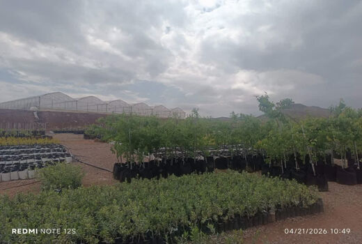 قزوین، استان پیشرو در صنعت زیتون: ۱۴ طرح توسعه‌ای با ۴۶۰ هکتار سطح زیر کشت جدید، نویدبخش آینده‌ای روشن