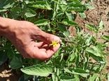 رونمایی از بذر هیبرید گوجه فرنگی «قهرمان» در بوشهر