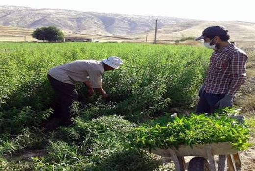 230 هکتار از مراتع کردستان غنی سازی شد