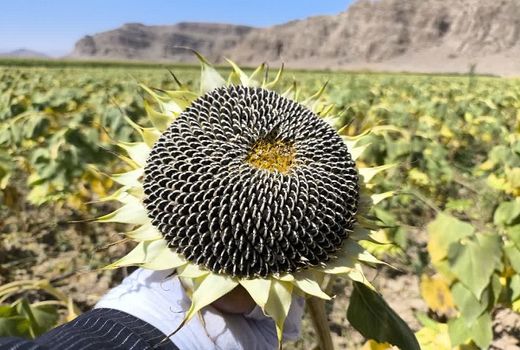 برداشت تخمه آفتابگردان در بیضا دو برابر شد