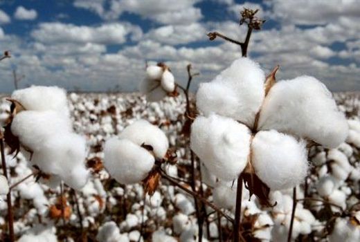 کاهش ضایعات و کاهش هزینه‌ها از اهداف کشت  قراردادی  