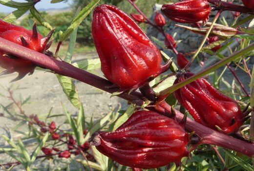 برداشت 700 تن چای ترش در سیستان و بلوچستان