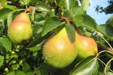 پیش‌بینی برداشت ۵۰ هزار تن گلابی از باغات قزوین