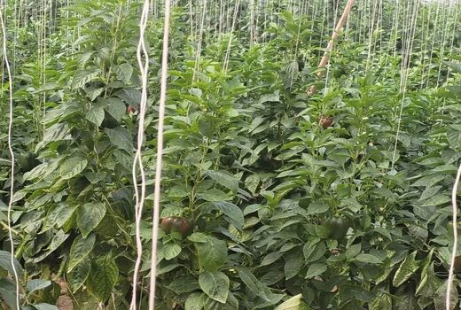 واحد گلخانه ای رویای سبز در شهر فرخشهر به بهره برداری رسید