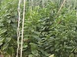 واحد گلخانه ای رویای سبز در شهر فرخشهر به بهره برداری رسید