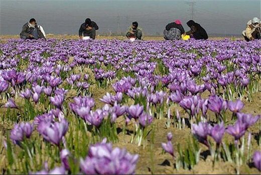 افزایش 15 درصدی تولید زعفران در چهارمحال و بختیاری