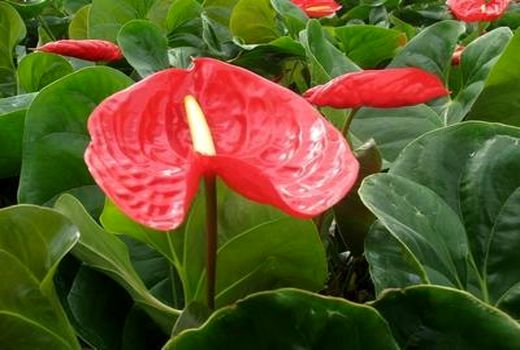 تولید سالانه ۱۲۴ میلیون انواع گل‌های شاخه‌ بریده در آمل