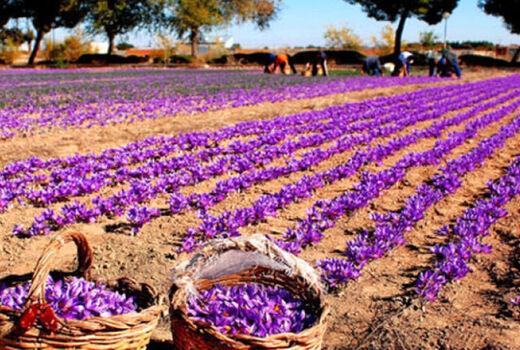 کاشت زعفران به جای هندوانه، مهاجرت روستایی را متوقف کرد