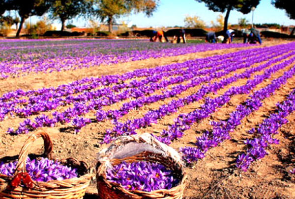 کاشت زعفران به جای هندوانه، مهاجرت روستایی را متوقف کرد