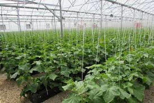 افتتاح گلخانه 15000 متر مربعی در شهرستان ارزوئیه