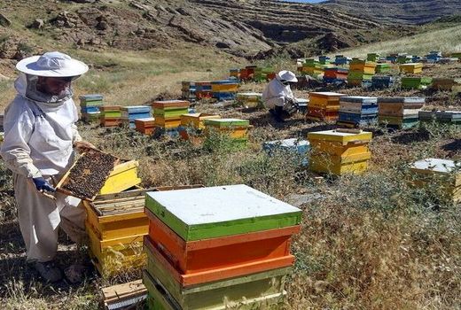 بیش از دو هزار تن عسل کنار در استان بوشهر برداشت شد