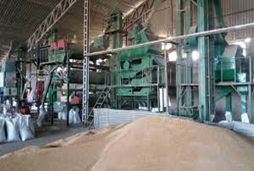 آغاز بوجاری بذر گندم در کازرون 