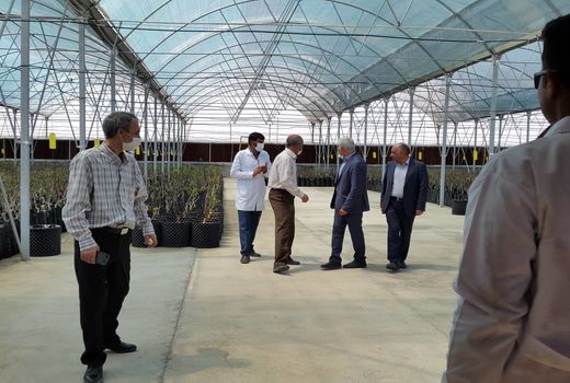بازدید خاوازی از گلخانه قرنطینه نهال گردو شهرستان بافت