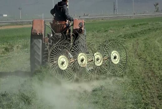 آغاز برداشت علوفه از ۳۶۰۰ هکتار ازمزارع فریدن