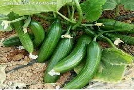 آغاز برداشت خیار پاییزه در قیروکارزین