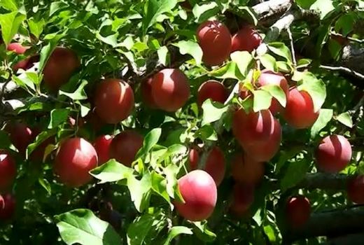 برداشت آلوچه خشکباری از باغ‌های شهرستان مراغه