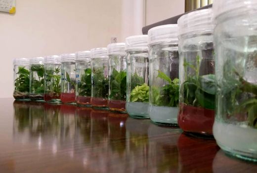  آغاز به کار نخستین واحد تولید پایه‌های رویشی نهال به روش کشت بافت در شهرکرد