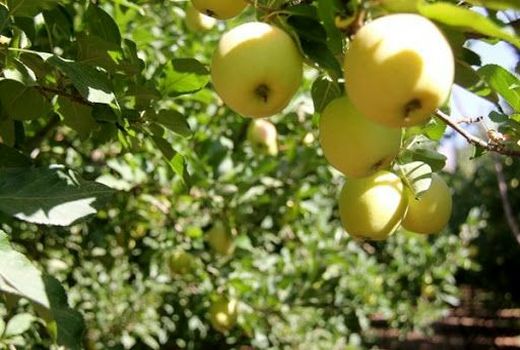 برداشت سالانه ۲۲۰ هزار تن انواع سیب درختی از باغات دماوند