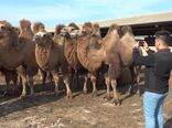 آماده سازی بستر مناسب برای تکثیر شتر دوکوهانه