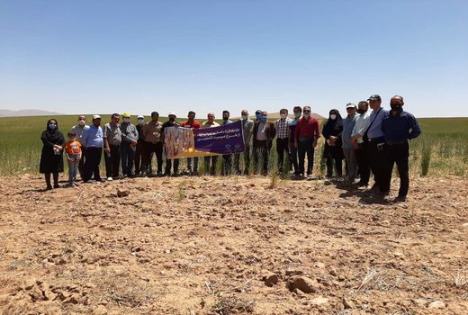 بازدید کشاورزان البرزی از طرح سیمیت گندم دیم شهرستان آوج 