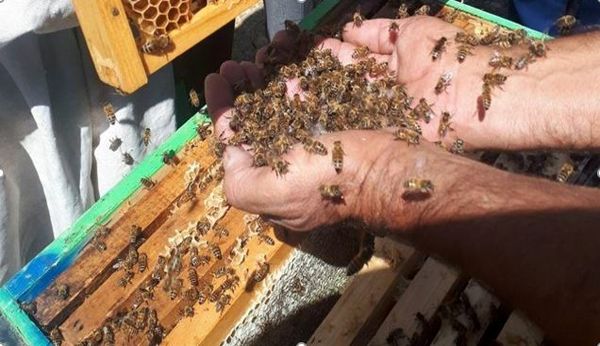 تولید عسل به روش اصلاح نژاد در شهرستان جاجرم 