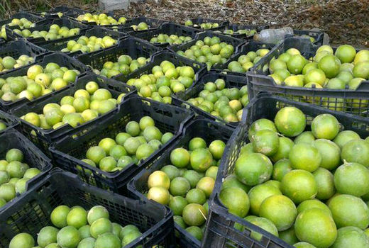 پیش‌بینی برداشت ۵۲هزار تن محصول لیموشیرین