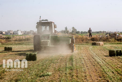 افزایش 160 درصدی تولید زراعی در استان قزوین