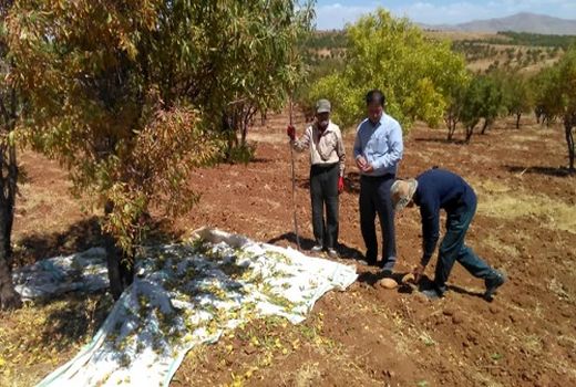 پیش‌بینی تولید بالغ بر 7 هزارتن بادام در اقلید 