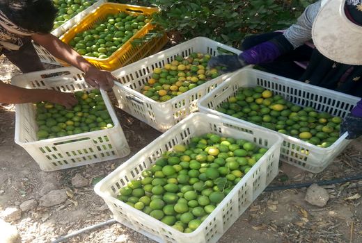 آغاز برداشت لیموترش از باغ های شهرستان داراب