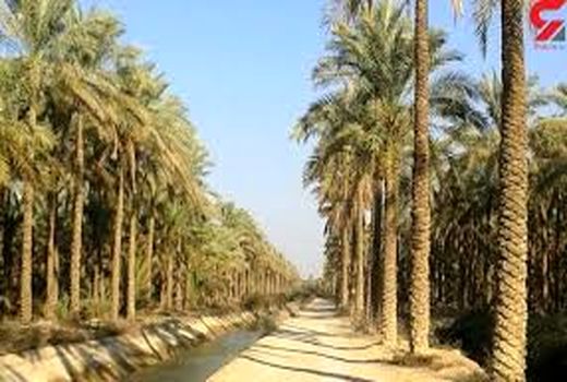 اجرای پروژه بهسازی نخیلات در خرمشهر