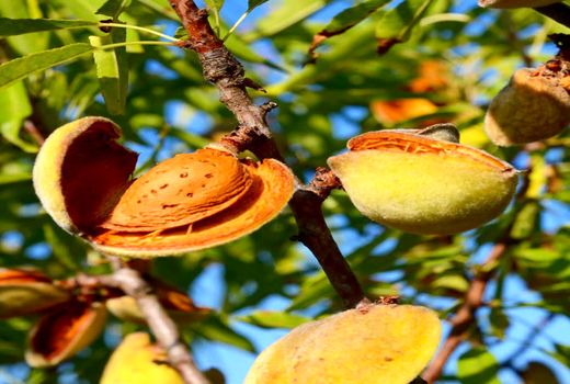 هندوستان مشتری پر و پا قرص بادام سامان