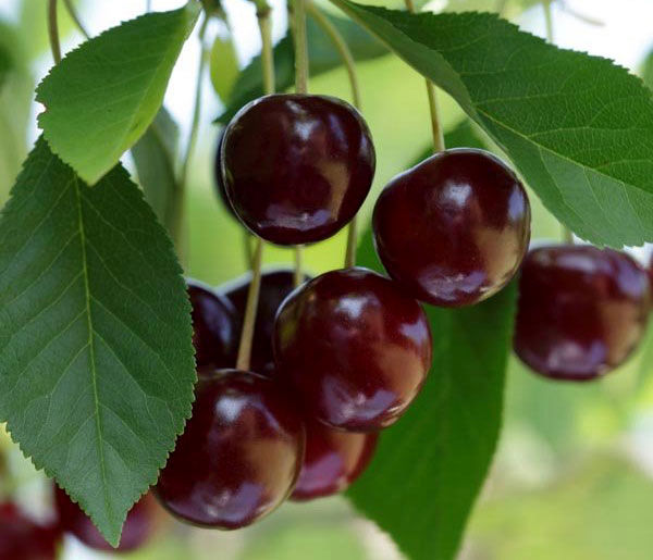 پیش بینی تولید یک هزار و 500 تن گیلاس در چهارمحال و بختیاری 