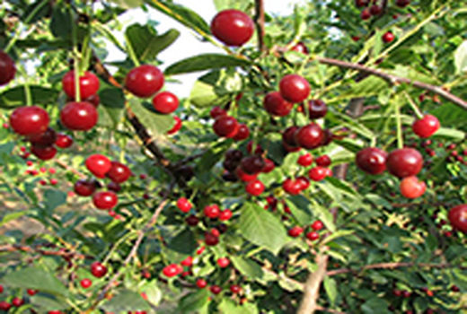 برداشت هفت هزار تن آلبالو از باغات قزوین آغاز شد