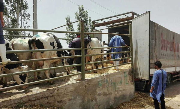 شروع دوباره قاچاق با ممنوعیت صادرات دام
