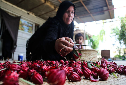 کاشت چای ترش در روستای علوه اهواز