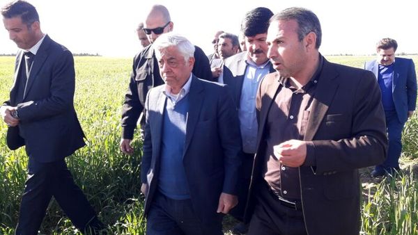 کشت محصولات پاییزه در ۲۰۳ هزار هکتار اراضی ایلام